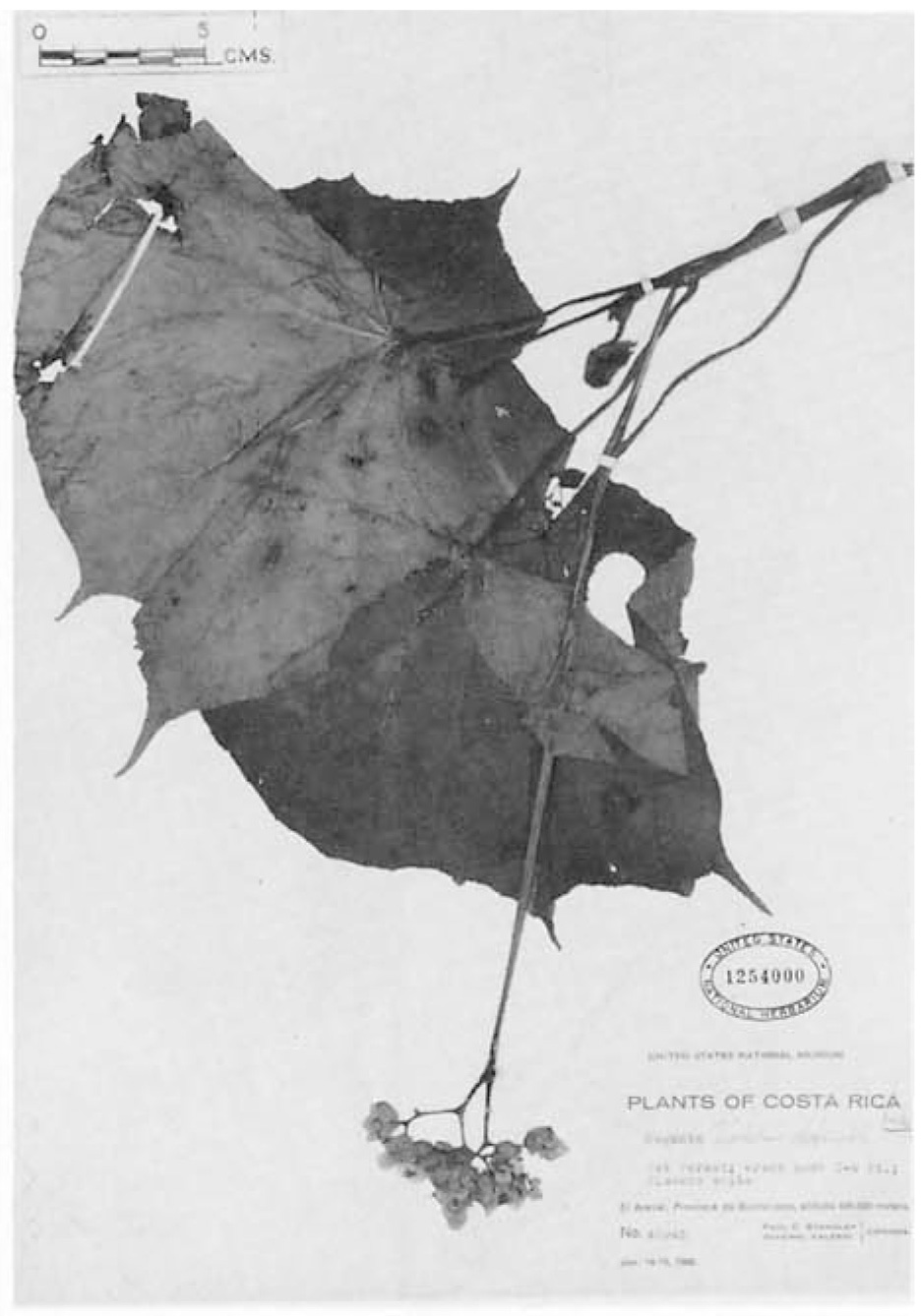 B. valerioi